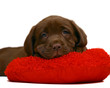 Chocolate pup. Chocolate pup.