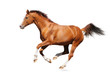 Photo : Gallop horse - sorrel trakehner stallion