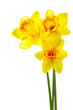 Narcissus