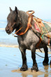 Cheval de trait
