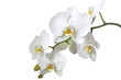Orchidee Orchidee