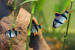 Aquarium fish - barbus tetrazona Aquarium fish - barbus tetrazona