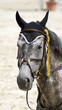 Cheval Cheval