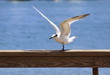 Seagull Prepares For Takeoff