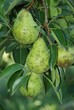 pere