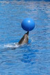 ballon et dauphin