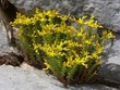 sedum acre