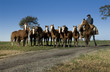 campo 9
