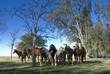 campo 16