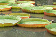 nénuphar géant du jardin des Pamplemousses, mauritius nénuphar géant du jardin des Pamplemousses, mauritius
