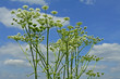 LANDSKAPE WITH ''HARACLEUM''
