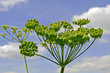 LANDSKAPE WITH ''HARACLEUM''
