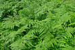 BACKGROUND WITH FERN