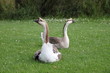 Canadian Geese