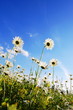 flower in summer under blue sky