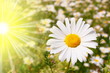 flower and sun