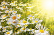daisy