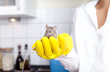 maus im putzhandschuh