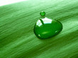 Blatt, Tropfen, Leaf