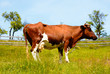 Red Cow on pasture