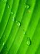Foto: green leaf green leaf