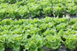 culture de salades en plein champ