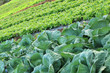 agriculture biologique, cultures maraîchères