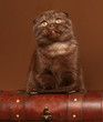 Kitten with a trunk. Kitten with a trunk.