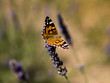 Orange butterfly on lavender Orange butterfly on lavender