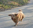 chien en action
