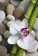 Orchidee und Bambus