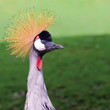 crowned crane