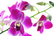 Branch of violet orchids isolated on white background
