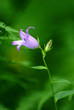 Canterbury bellflower (Campanula latifolia)