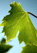 Feuille de vigne Feuille de vigne