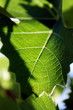 Feuille de vigne