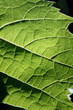 Feuille de vigne