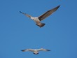 a couple of seagulls
