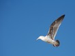 Seagull - lots of writing space