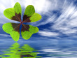four leaf clover, shamrock four leaf clover, shamrock