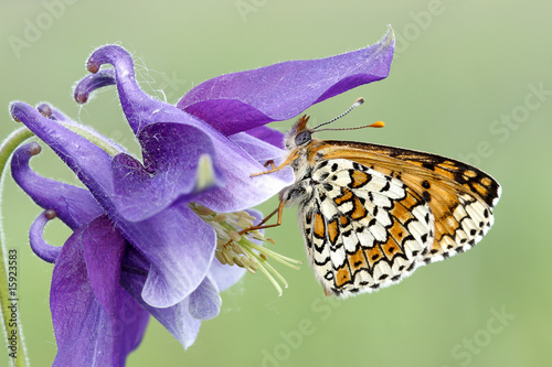 Photo: Butterfly Butterfly