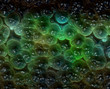 Bacteria cells multiplying