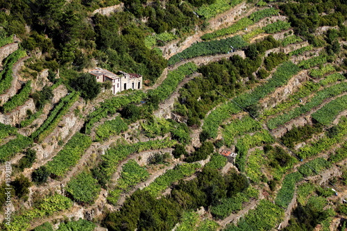 Foto: Weinberg, Cinque Terre Weinberg, Cinque Terre