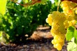 Muscat Muscat