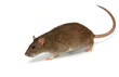 Grey rat on a white background close up Grey rat on a white background close up