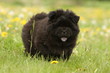 jeune chow-chow noir marchant de face dans l'herbe-langue