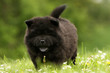 petit chiot chow-chow noir marchant de face dans l'herbe