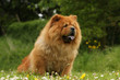 chow-chow rouge assis de trois quart parmi les fleurs