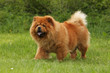 chow-chow rouge de profil regardant au loin - immobile
