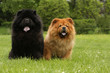 chow-chow rouge et chow-chow noir assis côte à côte-herbe
